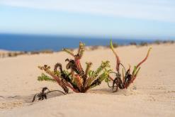 Playa de Cofete - Týden na Kanárech (listopad 2024)
