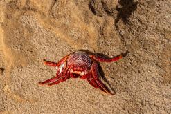 Playa de Cofete - Týden na Kanárech (listopad 2024)