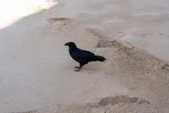 Playa de Cofete - Týden na Kanárech (listopad 2024)