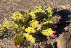 Ajuy - Týden na Kanárech (listopad 2024)