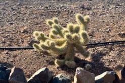 Ajuy - Týden na Kanárech (listopad 2024)