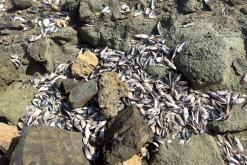 Aguas Verdes - Týden na Kanárech (listopad 2024)