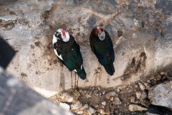 Los Molinos - Týden na Kanárech (listopad 2024)