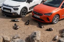 Los Molinos - Týden na Kanárech (listopad 2024)