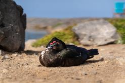 Los Molinos - Týden na Kanárech (listopad 2024)