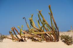 Přírodní park Corralejo - Týden na Kanárech (listopad 2024)
