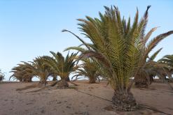 Puerto del Rosario - Týden na Kanárech (listopad 2024)