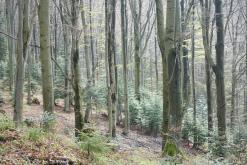 Sadecké Beskydy - květen 2017