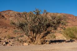 Vádí Rum - Týden po Jordánsku (prosinec 2025)