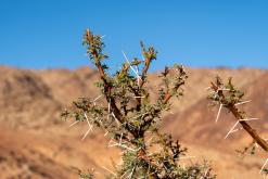 Vádí Rum - Týden po Jordánsku (prosinec 2025)