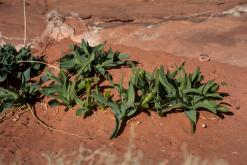 Vádí Rum - Týden po Jordánsku (prosinec 2025)