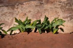 Vádí Rum - Týden po Jordánsku (prosinec 2025)