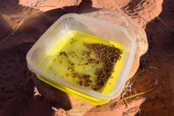 Vádí Rum - Týden po Jordánsku (prosinec 2025)