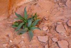 Vádí Rum - Týden po Jordánsku (prosinec 2025)