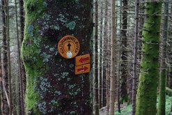 mechové lesy / Svartediket, Bergen