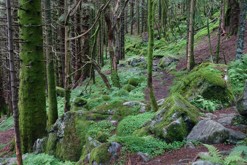 mechové lesy / Svartediket, Bergen