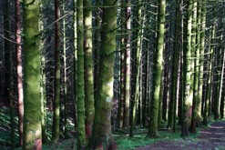 mechové lesy / Svartediket, Bergen