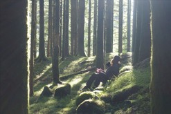 mechové lesy / Svartediket, Bergen