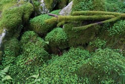 mechové lesy / Svartediket, Bergen