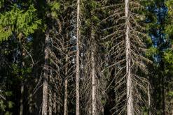 Ruokolahti - Prodloužený víkend po Finsku (srpen 2025)