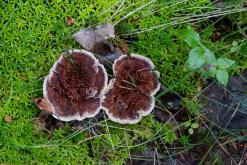 Ruokolahti - Prodloužený víkend po Finsku (srpen 2025)