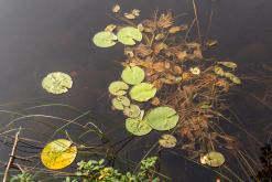 Ruokolahti - Prodloužený víkend po Finsku (srpen 2025)