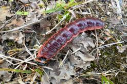 Pohja-Lankila - Prodloužený víkend po Finsku (srpen 2025)