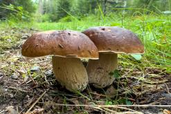 Pohja-Lankila - Prodloužený víkend po Finsku (srpen 2025)