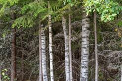 Pohja-Lankila - Prodloužený víkend po Finsku (srpen 2025)