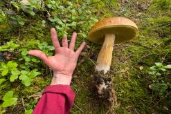 Pohja-Lankila - Prodloužený víkend po Finsku (srpen 2025)