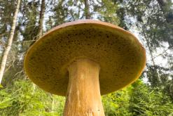 Pohja-Lankila - Prodloužený víkend po Finsku (srpen 2025)