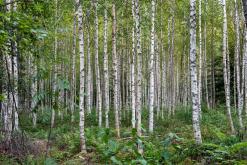 Pohja-Lankila - Prodloužený víkend po Finsku (srpen 2025)