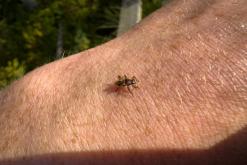 Pohja-Lankila - Prodloužený víkend po Finsku (srpen 2025)