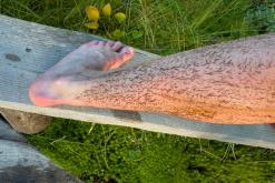 Pohja-Lankila - Prodloužený víkend po Finsku (srpen 2025)