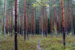 Pohja-Lankila - Prodloužený víkend po Finsku (srpen 2025)