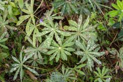 Pohja-Lankila - Prodloužený víkend po Finsku (srpen 2025)